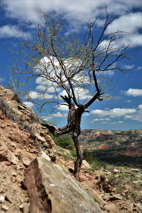 tree